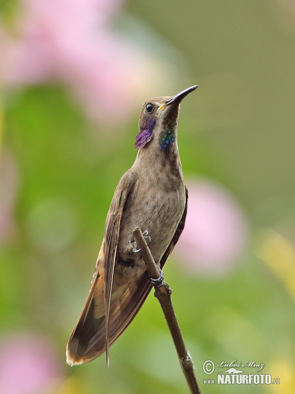 Bruine violetoorkolibrie