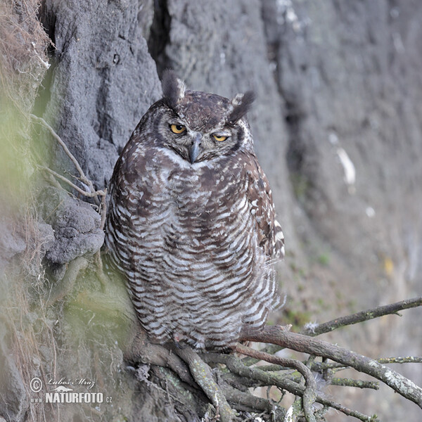 Bubo virginianus