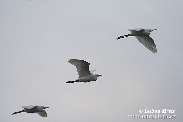 Bubulcus ibis