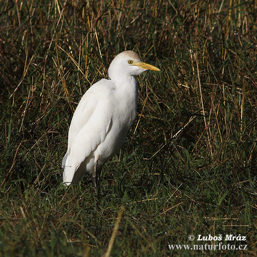 Bubulcus ibis