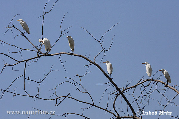 Bubulcus ibis