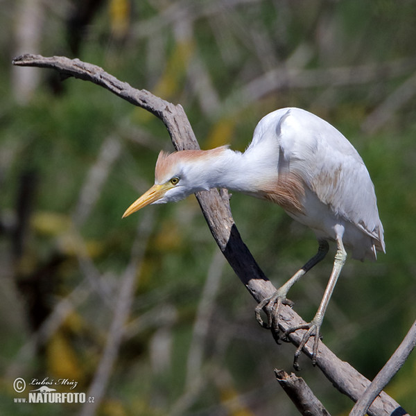 Bubulcus ibis