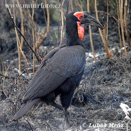 Bucorvus leadbeateri