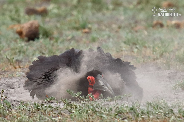 Bucorvus leadbeateri