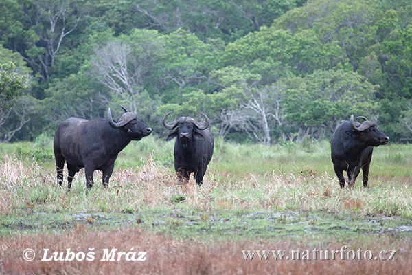 Búfalo-africano