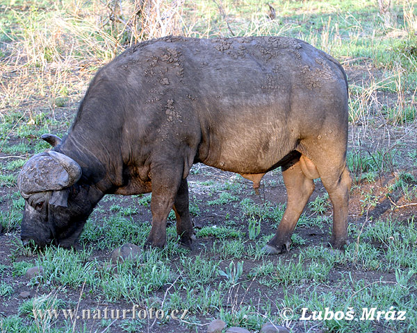 Bufalo nero