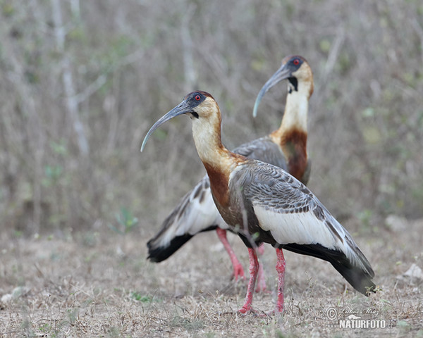 Buff-necked Ibis (Theristicus caudatus)