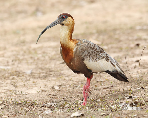 Buff-necked Ibis (Theristicus caudatus)