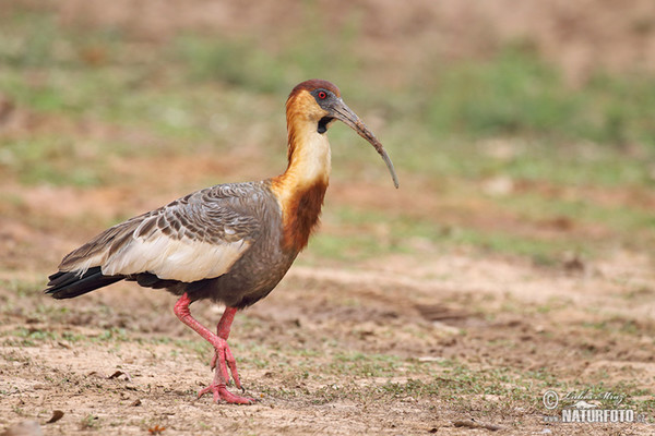 Buff-necked Ibis (Theristicus caudatus)