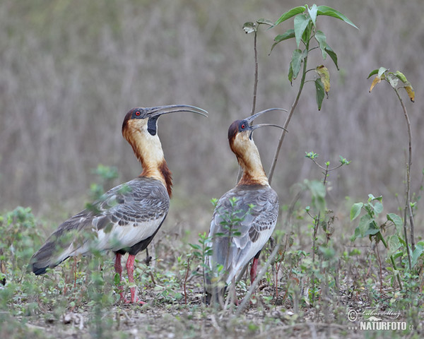 Buff-necked Ibis (Theristicus caudatus)