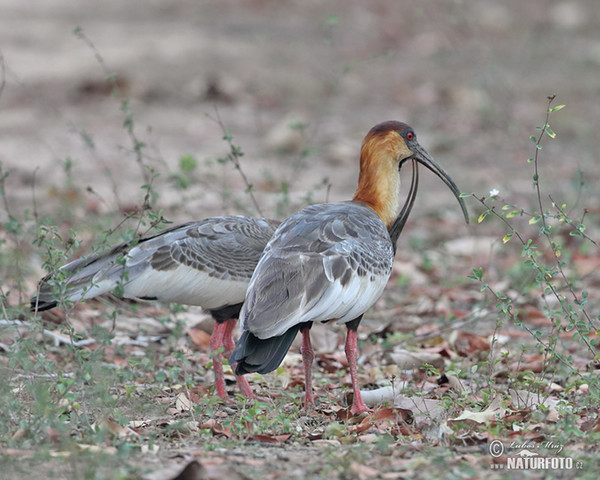 Buff-necked Ibis (Theristicus caudatus)