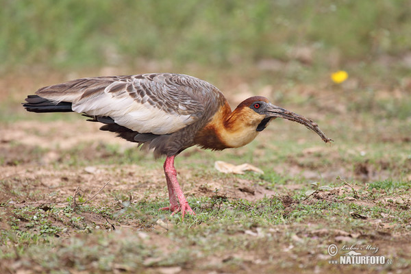 Buff-necked Ibis (Theristicus caudatus)