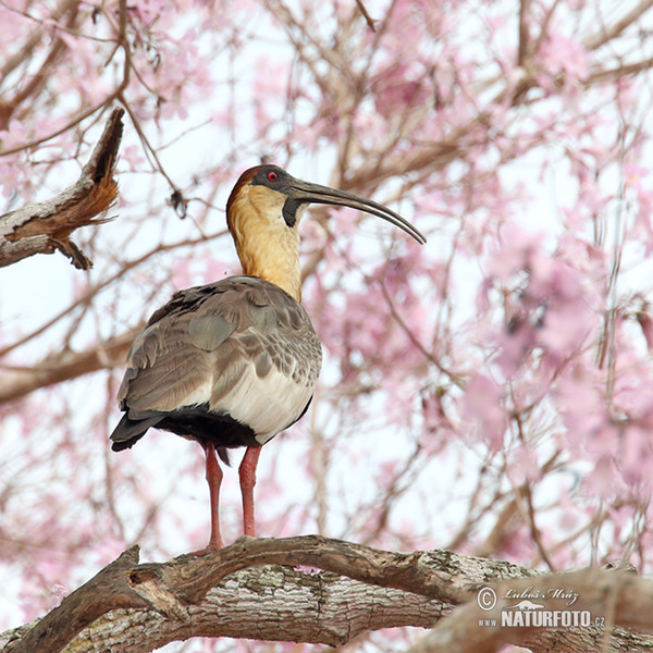 Buff-necked Ibis (Theristicus caudatus)