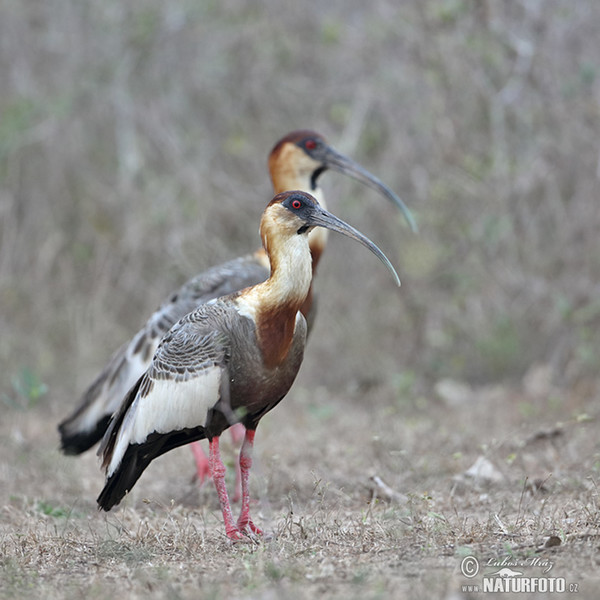 Buff-necked Ibis (Theristicus caudatus)