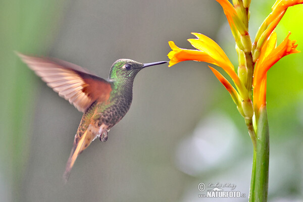 Buff-tailed Coronet (Boissonneaua flavescens)