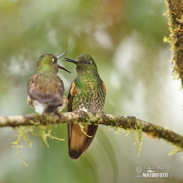 Buff-tailed Coronet (Boissonneaua flavescens)