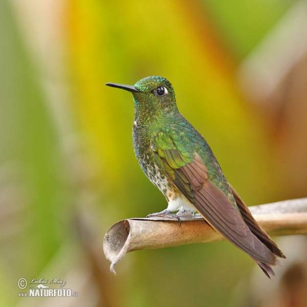 Buff-tailed Coronet (Boissonneaua flavescens)