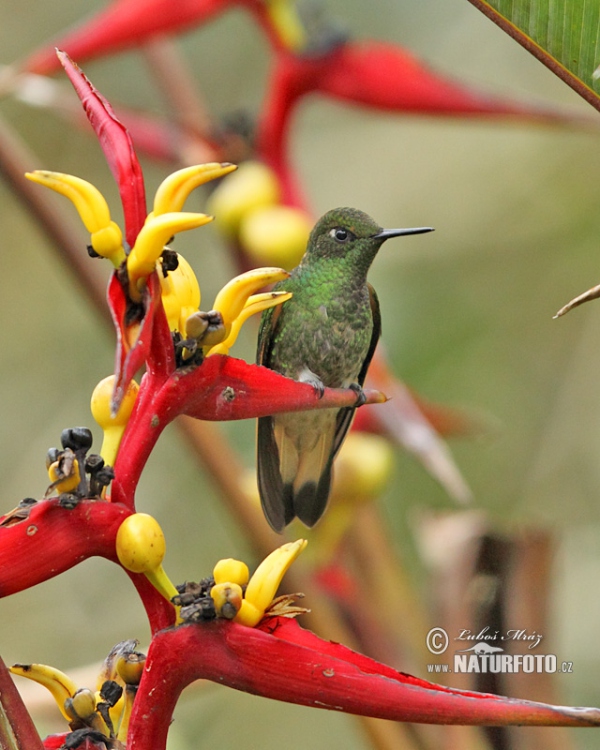 Buff-tailed Coronet (Boissonneaua flavescens)