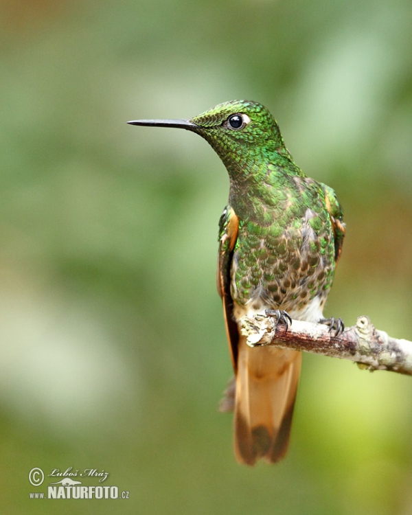 Buff-tailed Coronet (Boissonneaua flavescens)