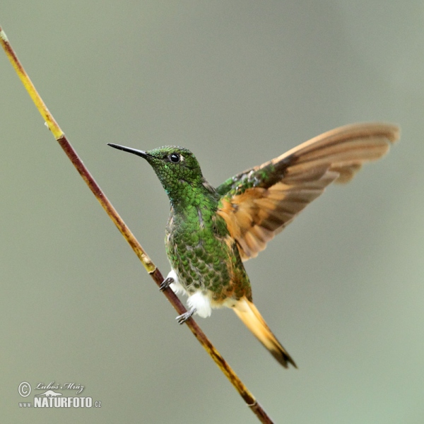 Buff-tailed Coronet (Boissonneaua flavescens)