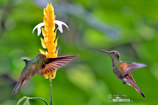 Buff-tailed Coronet (Boissonneaua flavescens)