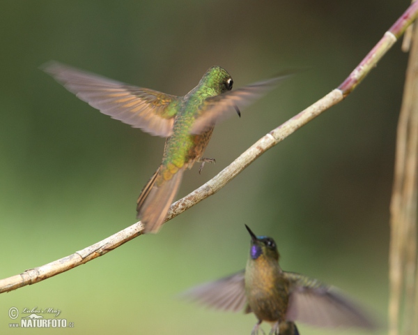 Buff-tailed Coronet (Boissonneaua flavescens)