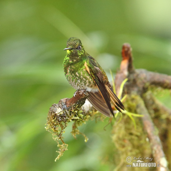 Buff-tailed Coronet (Boissonneaua flavescens)