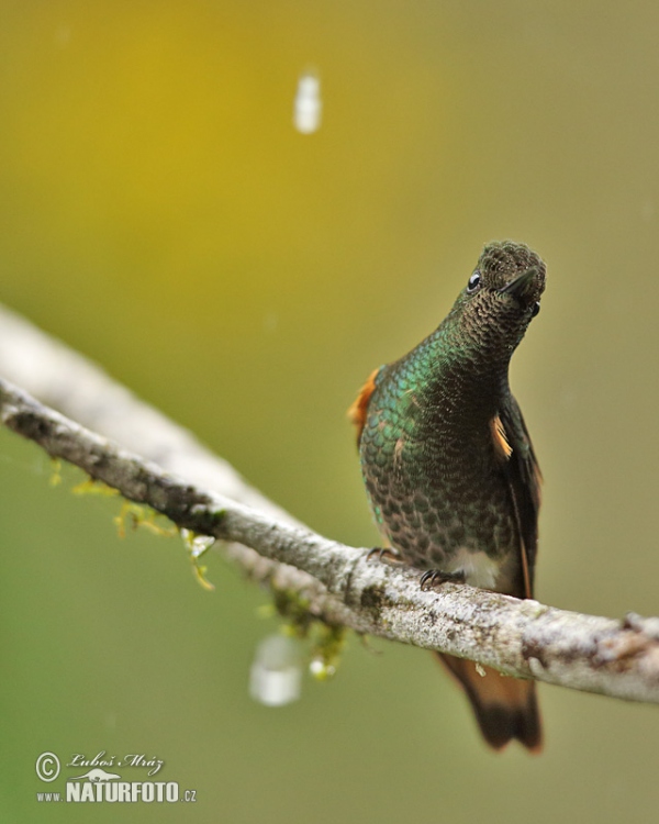 Buff-tailed Coronet (Boissonneaua flavescens)