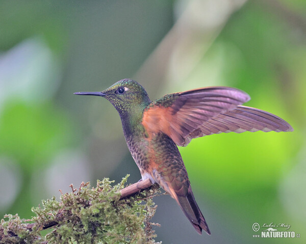 Buff-tailed Coronet (Boissonneaua flavescens)