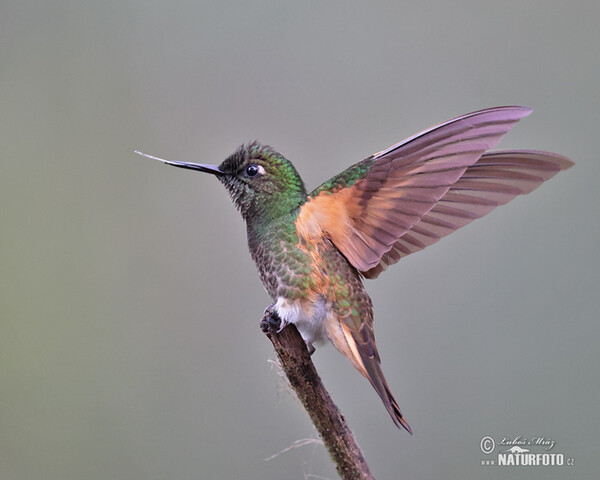 Buff-tailed Coronet (Boissonneaua flavescens)