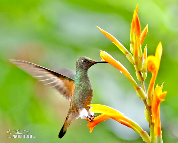 Buff-tailed Coronet (Boissonneaua flavescens)