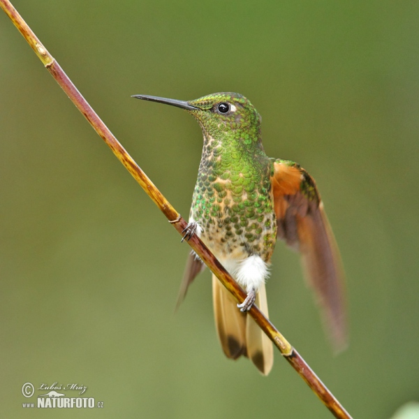 Buff-tailed Coronet (Boissonneaua flavescens)