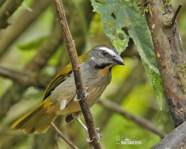 Buff-throated Saltator (Saltator maximus)