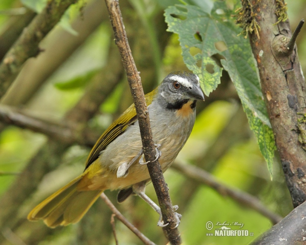 Buff-throated Saltator (Saltator maximus)