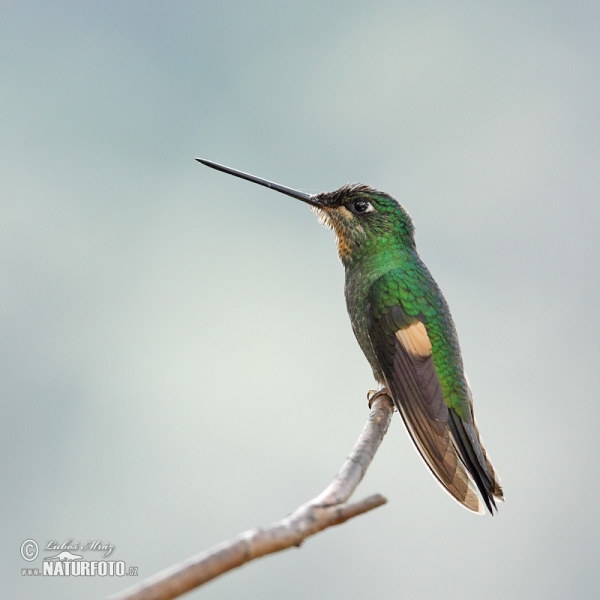 Buff-winged Starfrontlet (Coeligena lutetiae)