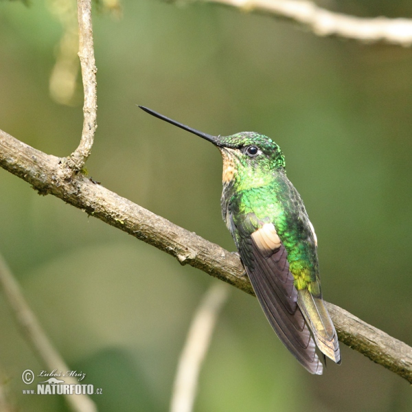 Buff-winged Starfrontlet (Coeligena lutetiae)