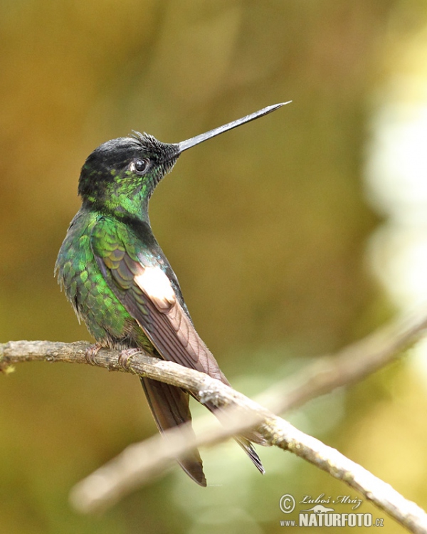 Buff-winged Starfrontlet (Coeligena lutetiae)