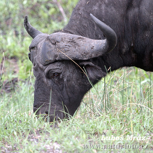 Buffle d'Afrique