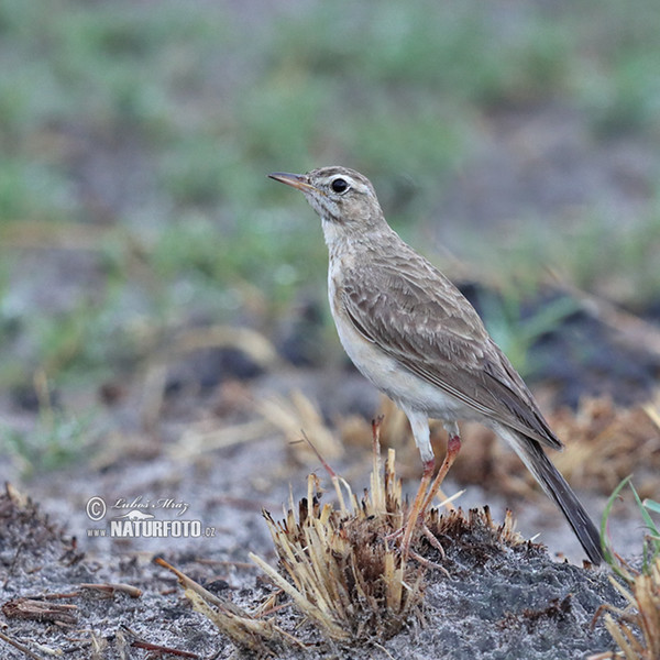 Buffy Pipit (Anthus vaalensis)