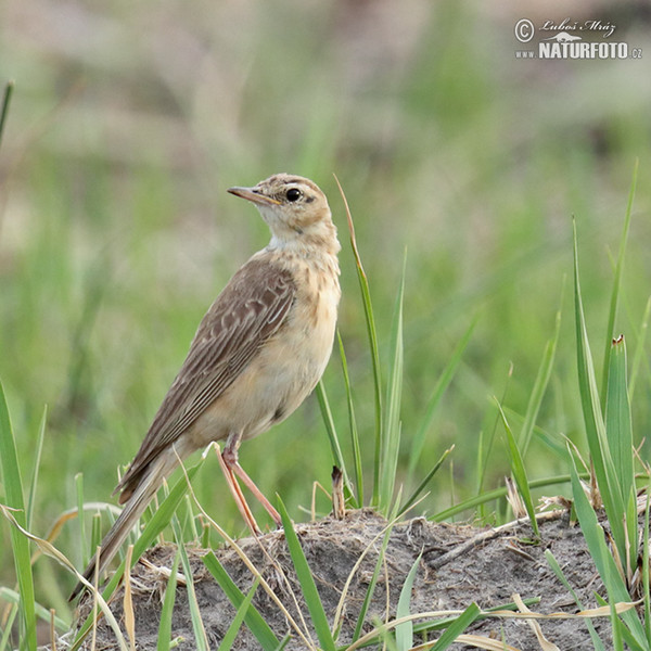 Buffy Pipit (Anthus vaalensis)