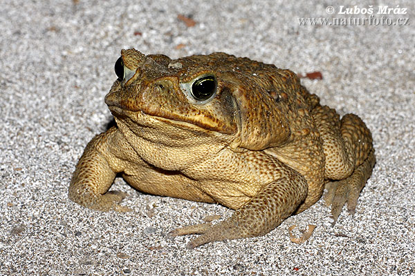 Bufo marinus