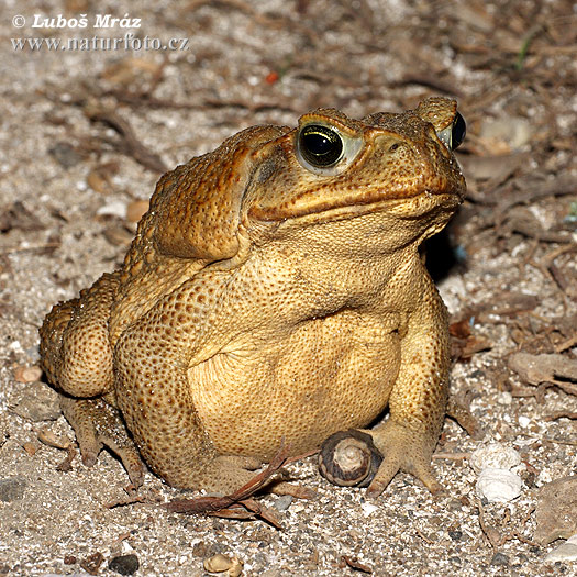 Bufo marinus