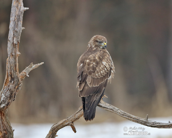 Buizerd