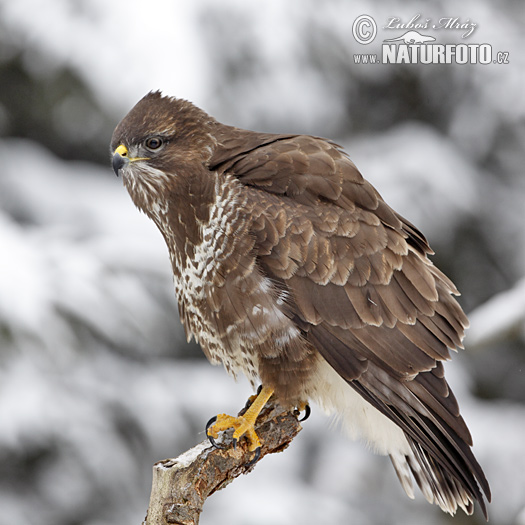 Buizerd