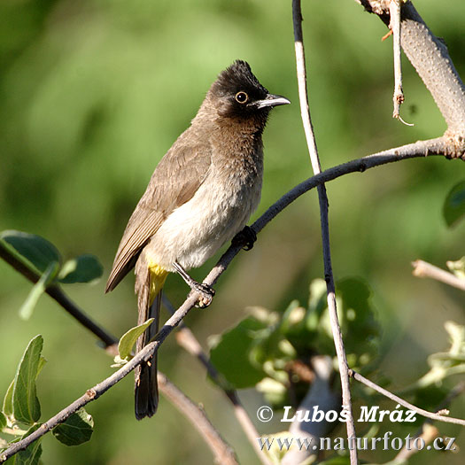 Bulbul des jardins