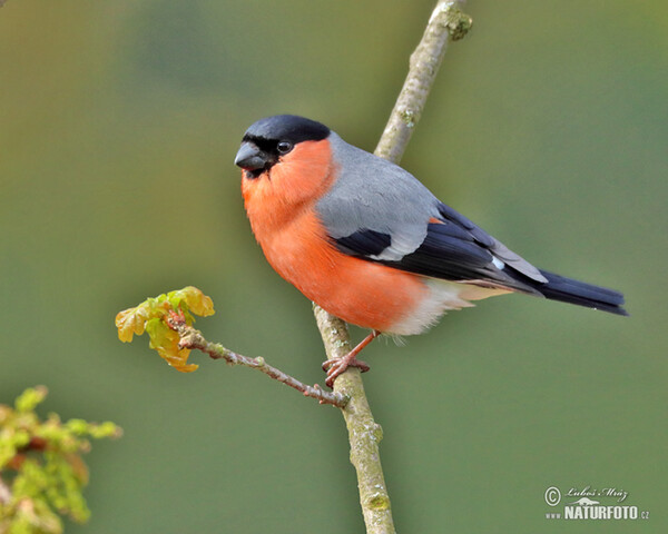 Bullfinch (Pyrrhula pyrrhula)