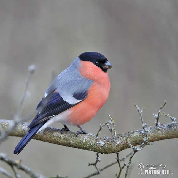 Bullfinch (Pyrrhula pyrrhula)