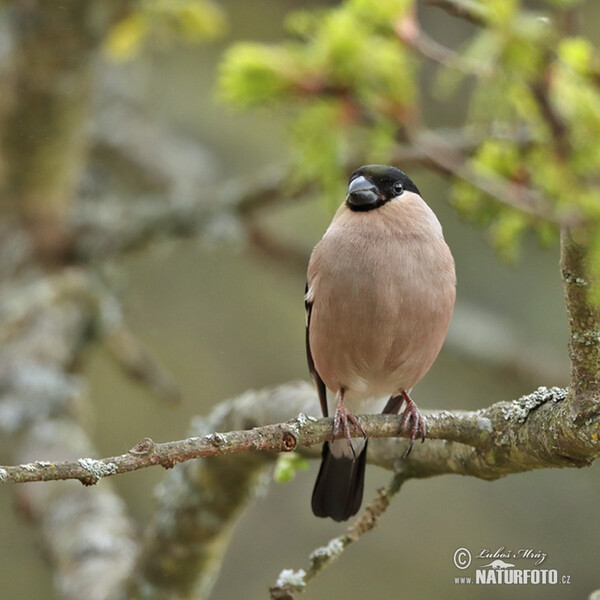 Bullfinch (Pyrrhula pyrrhula)