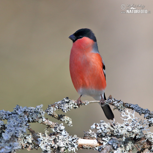 Bullfinch (Pyrrhula pyrrhula)