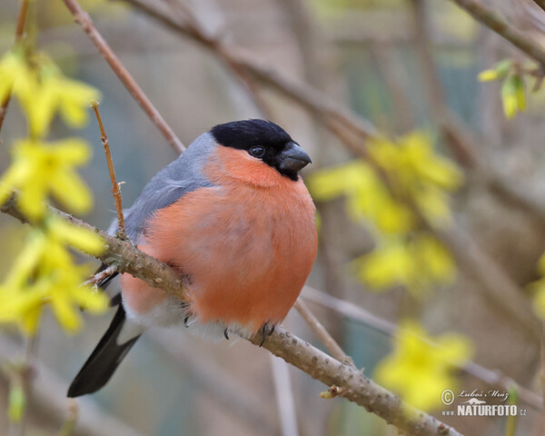 Bullfinch (Pyrrhula pyrrhula)